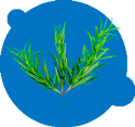 
Artrodex для суставов 