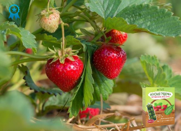 «Вкусная грядочка» для выращивания ягод. Официальный сайт, реальные отзывы
«Вкусная грядочка» для выращивания ягод. Официальный сайт, реальные отзывы