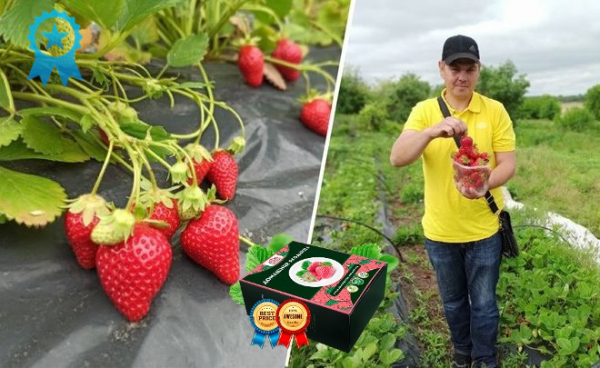 Набор Кладовая Природы для выращивания клубники. Официальный сайт, реальные отзывы
Набор Кладовая Природы для выращивания клубники. Официальный сайт, реальные отзывы